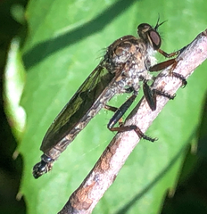 Neomochtherus willistoni