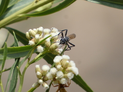Sphecidae