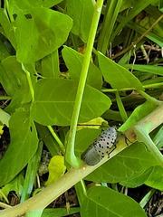 Lycorma delicatula