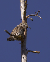Glaucidium gnoma