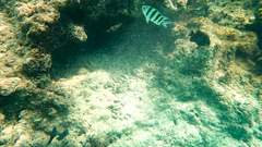 Abudefduf sexfasciatus