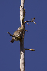 Glaucidium gnoma