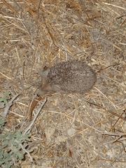 Hemiechinus auritus