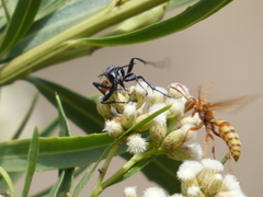 Sphecidae