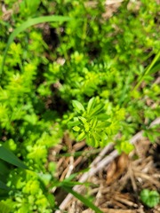 Galium mollugo