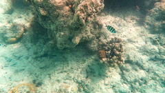 Abudefduf sexfasciatus