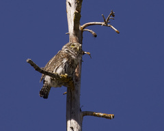 Glaucidium gnoma