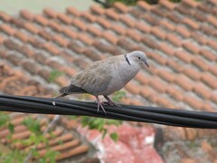 Streptopelia decaocto