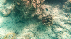Abudefduf sexfasciatus