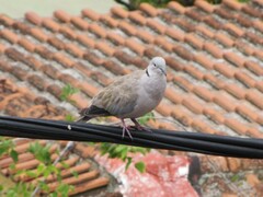 Streptopelia decaocto