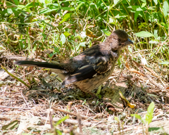 Pipilo erythrophthalmus