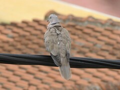 Streptopelia decaocto
