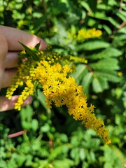 Solidago juncea
