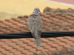 Streptopelia decaocto