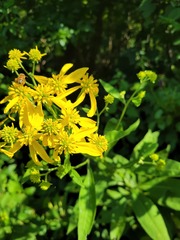 Verbesina alternifolia