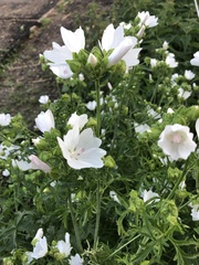 Malva moschata