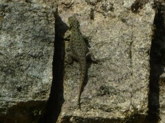 Stenocercus crassicaudatus