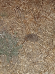 Hemiechinus auritus
