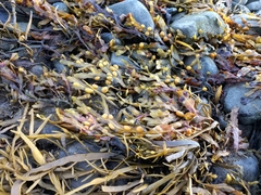 Ascophyllum nodosum