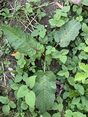 Rumex obtusifolius