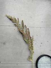 Echinochloa muricata