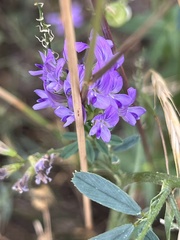 Medicago