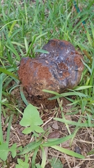 Pisolithus