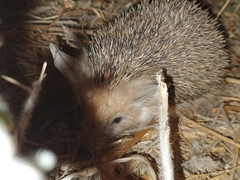 Hemiechinus auritus