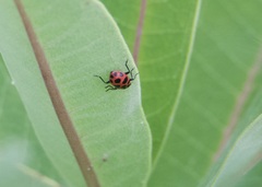 Coleomegilla maculata
