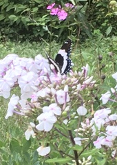 Limenitis arthemis arthemis