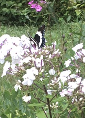 Limenitis arthemis arthemis