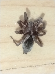 Scotophaeus blackwalli