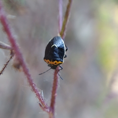 Cosmopepla conspicillaris