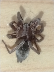 Scotophaeus blackwalli