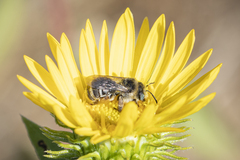 Melissodes microstictus