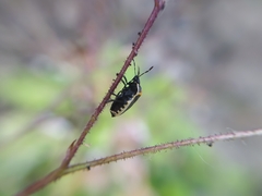 Cosmopepla conspicillaris