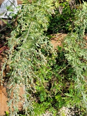 Artemisia absinthium