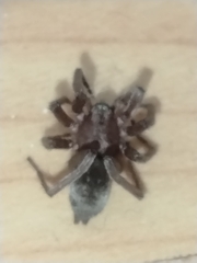 Scotophaeus blackwalli