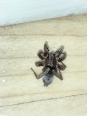 Scotophaeus blackwalli