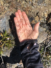 Lessingia micradenia