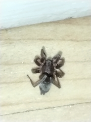 Scotophaeus blackwalli