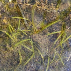 Potamogeton