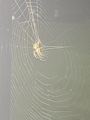 Larinioides sclopetarius