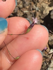 Lessingia micradenia