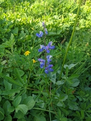 Lupinus arcticus