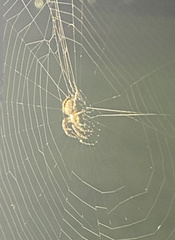 Larinioides sclopetarius