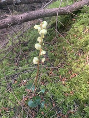 Pyrola