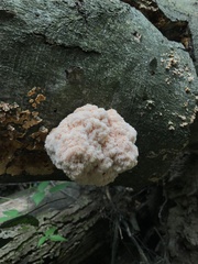 Hericium