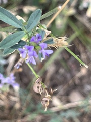 Medicago sativa