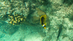 Chaetodon fasciatus